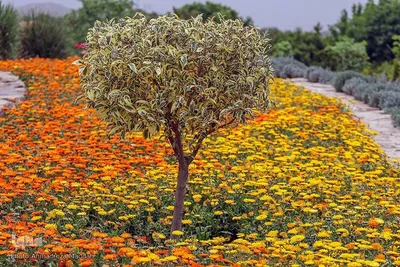اردیبهشت در بهشت شیراز