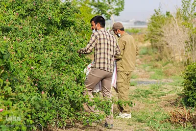 اینجا عطر گل محمدی صرف نیات خیر می‌شود