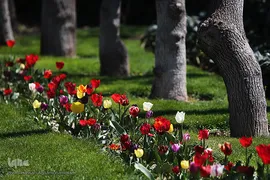 باغ گل «لاله» در بوستان شهید مصطفی چمران کرج