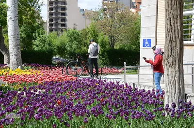 لاله های پارک ائل گلی تبریز