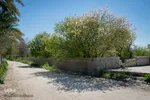 شکوفه‌های زردآلو در روستای منصوریه بهبهان