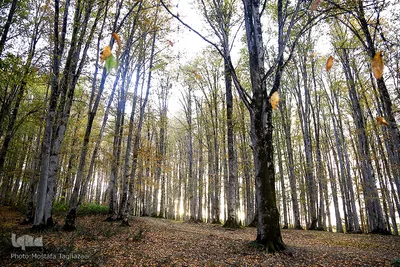 جنگل راش سواد کوه