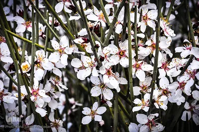 جلوه ای از زیبایی فصل بهار در بیرجند