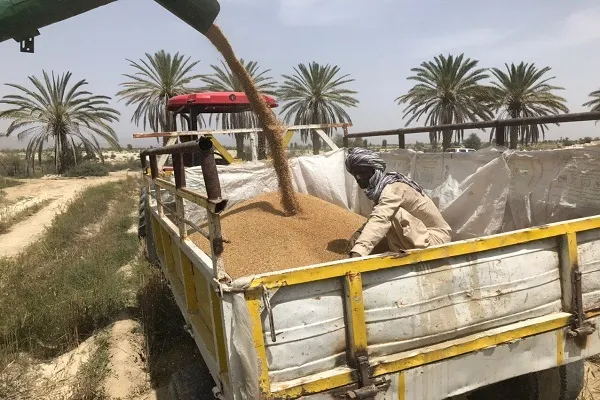 خرید گندم از کشاورزان سیستان‌و‌بلوچستان از مرز ١١ هزار تن گذشت