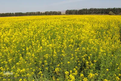 دشت کلزا، نقاشی زیبای طبیعت