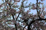 رویش شکوفه‌های زمستانی در شیراز