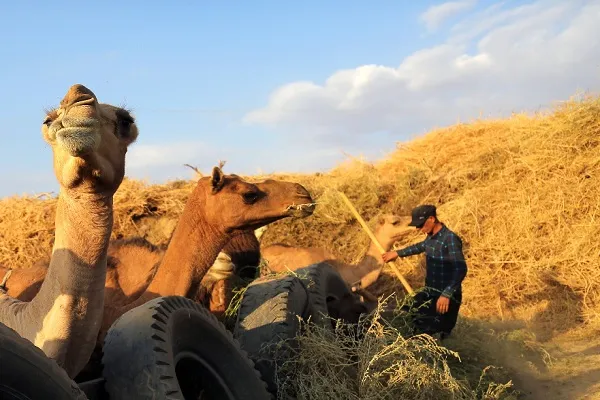 ایجاد 180 هزار شغل برکت در حوزه پرورش دام