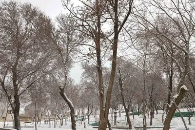 بارش برف در اهر