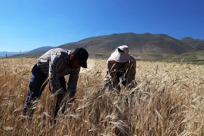 برداشت خوشه های طلایی - شهرستان اهر