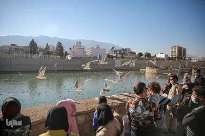 پرندگان مهاجر میزبان رودخانه خشک - شیراز