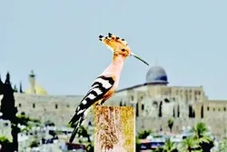 সত্যের বার্তাবাহক হুদহুদ