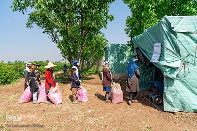 برداشت گل محمدی در گلستان‌های البرز