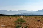جشن شکرگزاری برداشت گندم‎