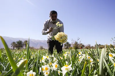 برداشت گل نرگس از روستای بالاشهر شهرستان خفر