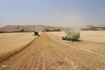 آیین شکرگزاری برداشت گندم در مراغه