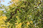 برداشت عناب در خراسان جنوبی