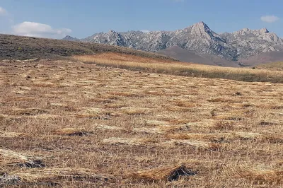 برداشت خوشه های طلایی - شهرستان اهر