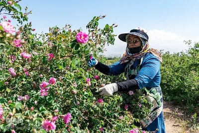 برداشت گل محمدی در البرز‎‎