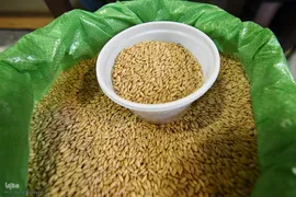 آیین سنتی سمنوپزان در سمنان