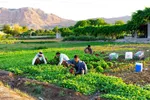 نبض زندگی در دل ناژوان