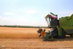 آیین شکرگزاری برداشت گندم در مراغه