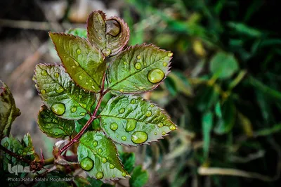 جلوه ای از زیبایی فصل بهار در بیرجند