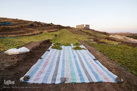 برداشت انگور در تاکستان

