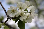 شکوفه های پیرترین درختان اهر