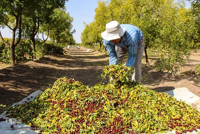 برداشت عناب در خراسان جنوبی