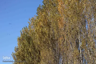 پاییز هزار رنگ دراهر