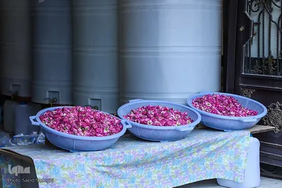 جشنواره برداشت گل محمدی عنصرود