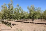 برداشت عناب در خراسان‌جنوبی