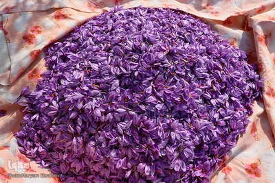 مرند قطب تولید زعفران شمالغرب کشور