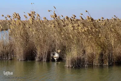 تالاب شادگان