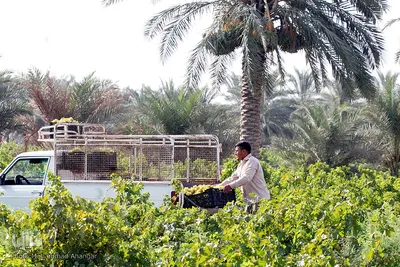 برداشت انگور در خوزستان