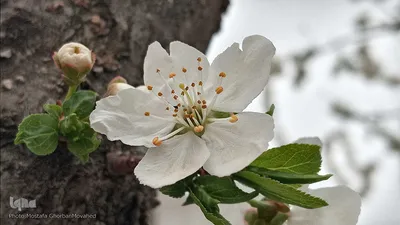 شکوفه های بهاری در اهر