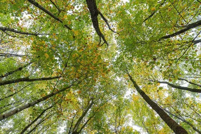 طبیعت پائیزی جنگل دالخانی