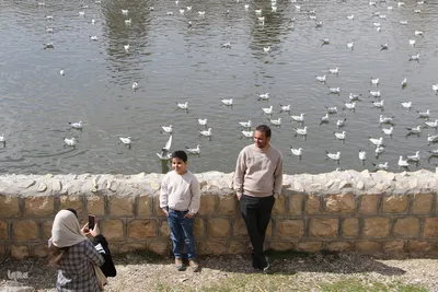 مرغان کاکایی‌؛ مهمانان زمستانی شیراز