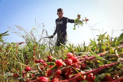 برداشت چای ترش در روستای «ابوالدبس» از توابع شهرستان کارون