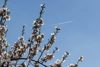 شکوفه‌های بهاری در باغستان سنتی قزوین