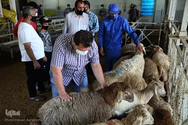 بازار عرضه دام سبک «آزادگان» شهرداری تهران در عید سعید قربان