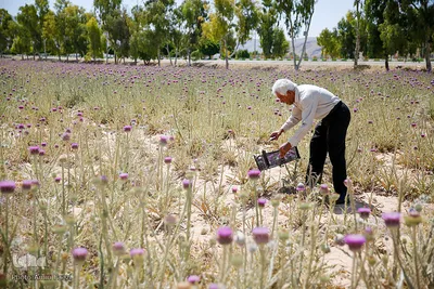 برداشت گیاه دارویی خارپنیری در استهبان فارس