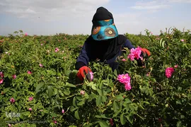 برداشت گل محمدی از مزارع موقوفه آستان مقدس حضرت معصومه(س)