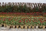 اردیبهشت باغ گل های شیراز‎‎