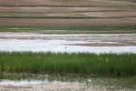 تالاب قوری گول‎‎