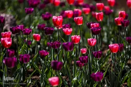 شکوفه های بهاری