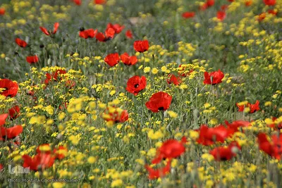 دشت شقایق های وحشی منطقه ارسباران