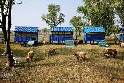 کوچ اجباری مسلمانان روهینگیایی به جزیره ای دورافتاده در بنگلادش