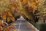 طبیعت پاییزی تبریز