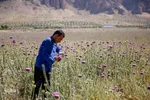 برداشت گیاه دارویی خارپنیری در استهبان فارس